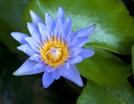 Lotus bloom in the pond is a large natural green.