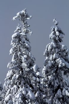 Snow Covered Trees Twisted Into Weird Shapes on Snow Mountain at Snoqualme Pass Washington.