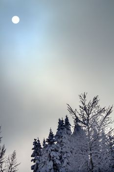 Sun Fog Snow Covered Trees on Snow Mountain at Snoqualme Pass Washington.