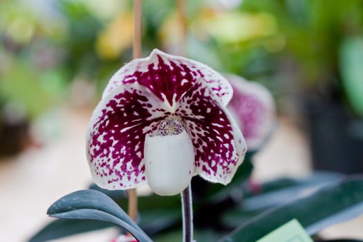 Beautiful orchid