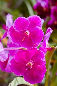 Beautiful orchid