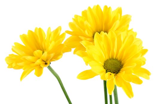 Beautiful yellow daisy flowers on white background