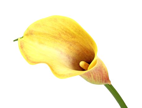 Yellow calla lily isolated on white background