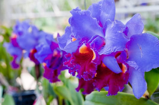 Beautiful orchid