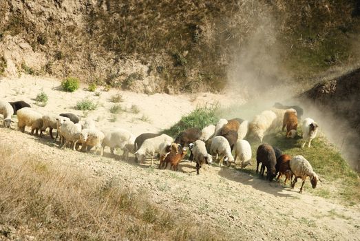 Numerous sheep walking in mountain area. Middle Asia. Natural light and colors