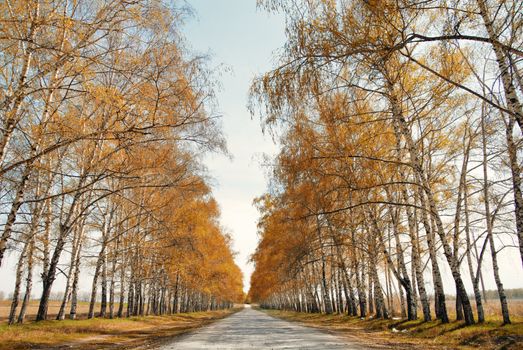 Perspective view onto the road between trees in late autumn. Natural light and colors