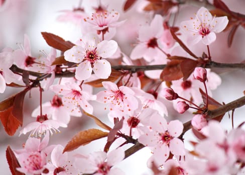 pink blossom on tree at spring