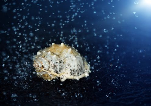 Close-up macro photo of the seashell under the falling water drops. Shallow depth of field for natural view