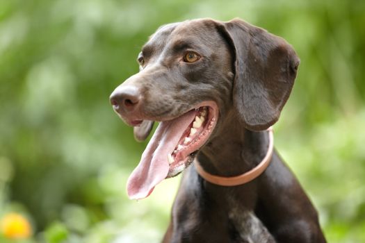 German short-haired pointer outdoors. Natural light and colors