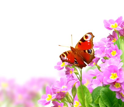 Butterfly on spring flowers of lilac color. Isolated over white