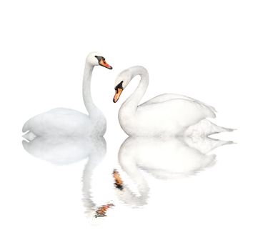 Two white swans. Isolated over white