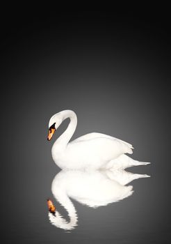 Mute swan on black background