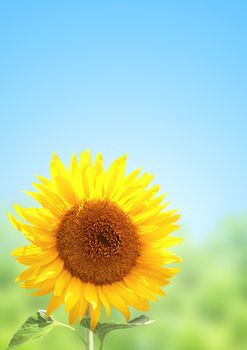 Yellow sunflower and blue sky