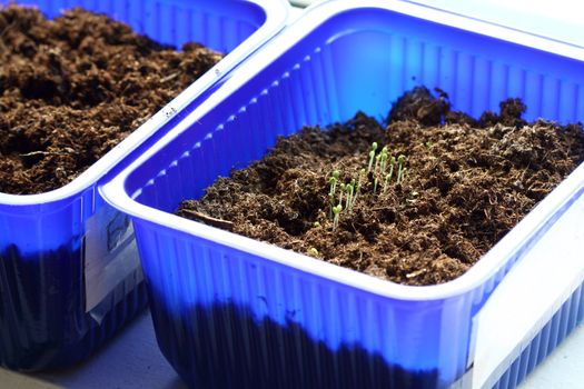 Growing green  seedlings savory close up