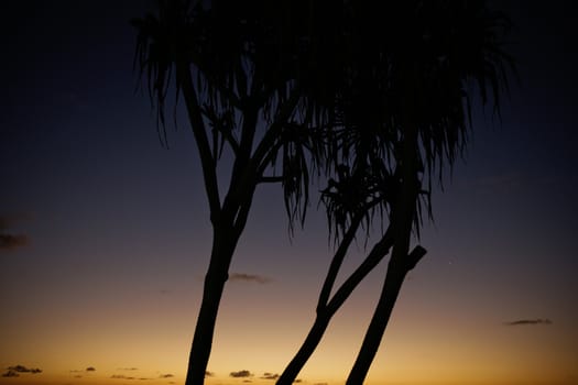 Silhouette image of tree against the sunset background