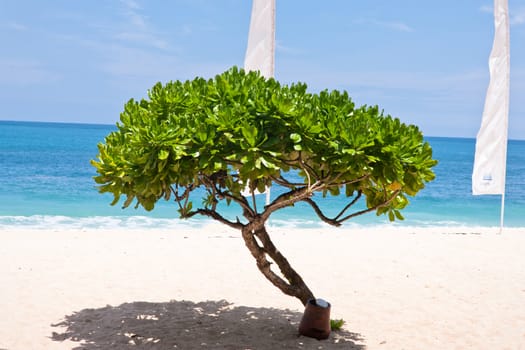 Landscape shot of tree and beach over the blue sky background