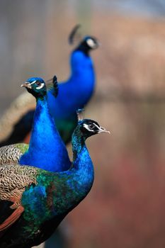 Closeup portrait of three beautiful peacocks on dark background