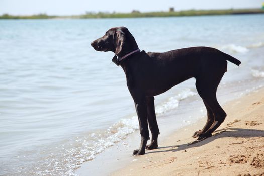 Single young dog standing near the river and waiting for the master. Natural colors and light