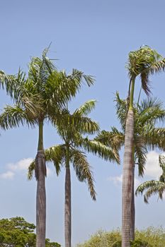 vertical capture of tropical landscape of a tropical garden of coconut royal palm trees against a blue sky with wispy clouds cirrus. Location of this generic shot was Tamil Nadu, India