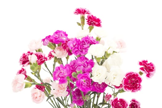 Beautiful bunch of dianthus caryphyllus