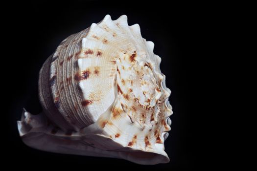 Close-up photo of the seashell on a dark background