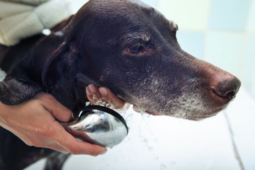 Human hand washing the dog in the bathroom