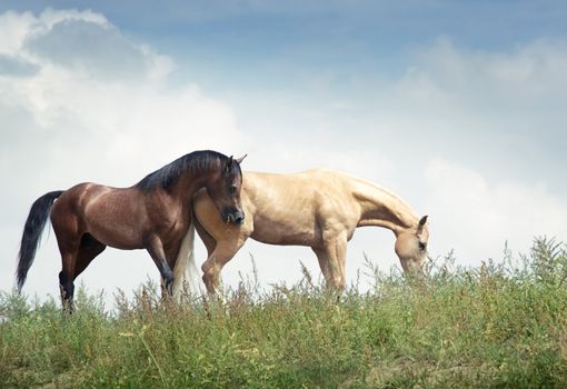 Two horses in the steppe eating grass. Natural light and colors
