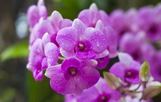 Beautiful orchid