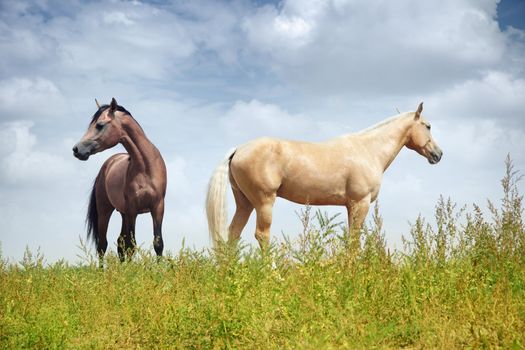 Two horses in the steppe. Colorful horizontal photo. Natural light and shadows