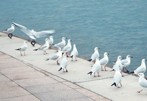 Flock of the wild seagulls standing at manmade pier and looking to the sea