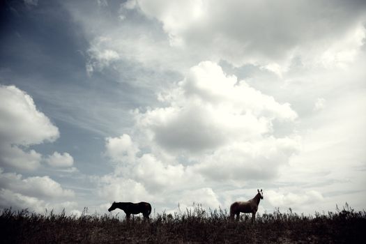 Silhouette of two horses outdoors at the evening