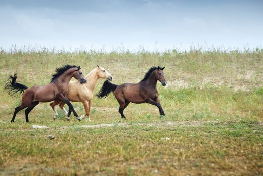 Three free horses running together in the steppe. Kazakhstan, Middle Asia. Natural light and colors