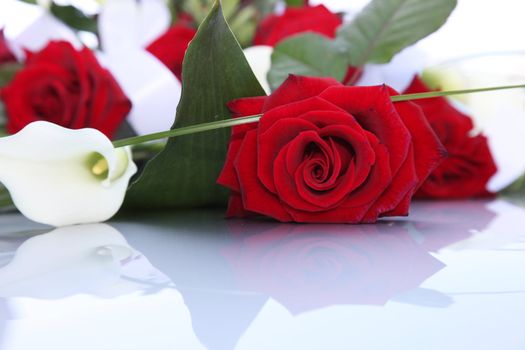 Bouquet of vibrant fresh red roses and pure white arum or calla lilies lying on a reflective white surface with copyspace