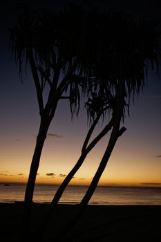 Silhouette tree against the sea and sunset background