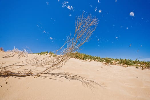Coastal sand dune at the beach with golden sand under a vivid blue tropical sky