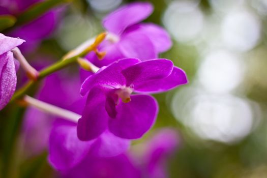 Beautiful orchid