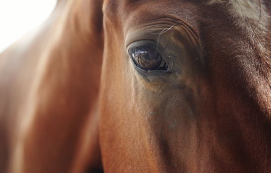 Close-up photo of the brown horse looking to the camera. Natural light and colors