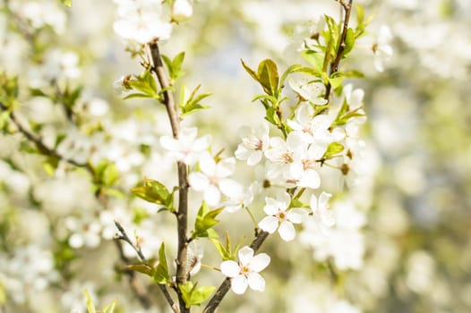 White Spring Blossoms