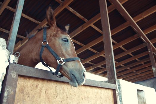 Headshot of the horse in the stable. Horizontal photo with natural light and colors