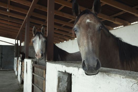 Three horses in the stable. Kazakhstan, Middle Asia. Natural colors and light