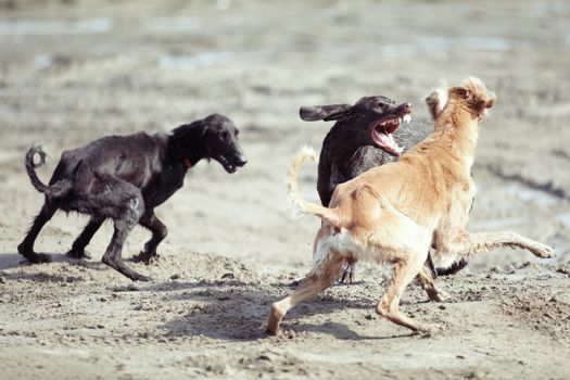 Three dog playing and fighting outdoors. Natural colors and light