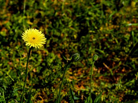 small yellow daisy wheel with buds