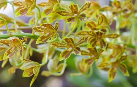 Beautiful orchid