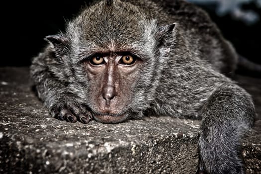 Closeup portrait of a cute monkey lying flat on its stomach on a stone looking directly into the camera