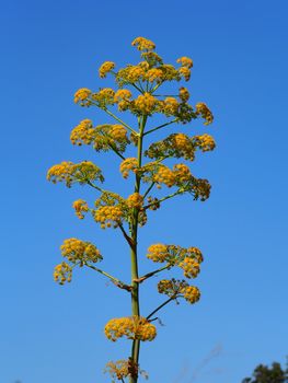 flower of the wild fennel