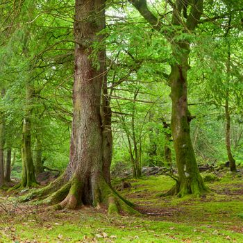 Old trees with lichen and moss in Scottish forest