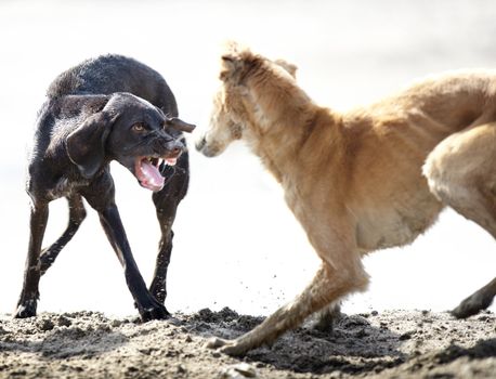 Two dog playing and fighting outdoors. Natural colors and light