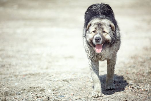 Middle Asian sheepdog walking outdoors. Natural light and colors