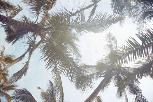 Bottom view to the tropical palms at the resort