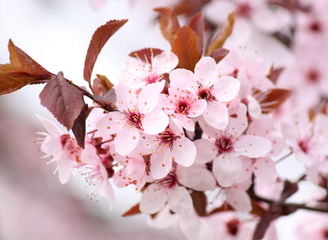 branch of tree with pink blossom